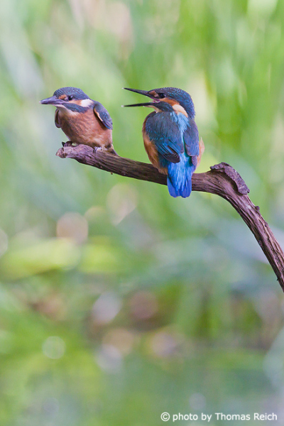 Pair of Common Kingfisher birds
