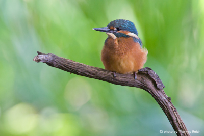 Young Common Kingfisher in springtime