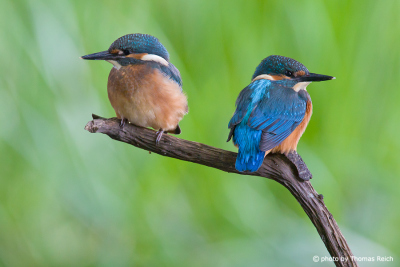 Two young Common Kingfisher
