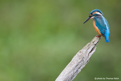 Common Kingfisher watching for small fishes under the surface