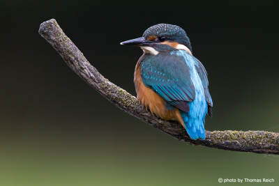 Common Kingfisher close up