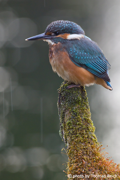 River Kingfisher at stream