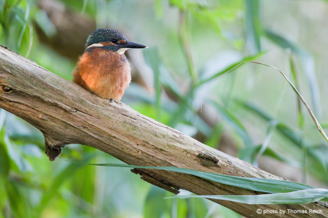 Young Common Kingfisher 1 day after leaving the breeding hole