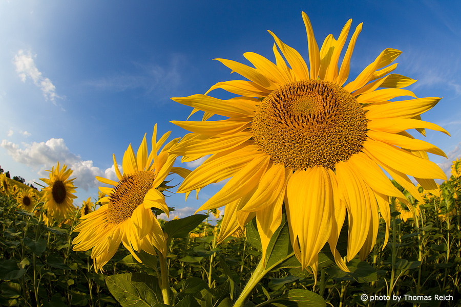 Sunflower height