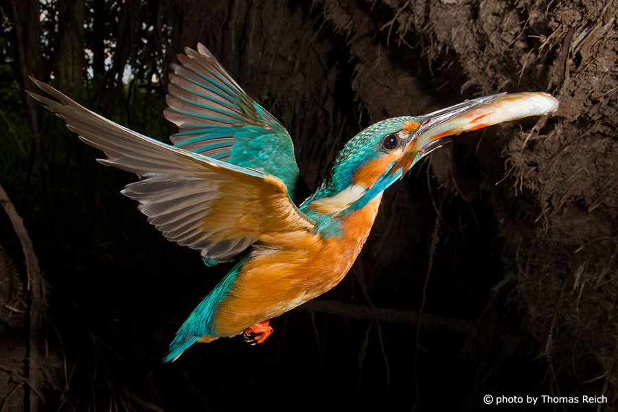 Common Kingfisher flying with fish