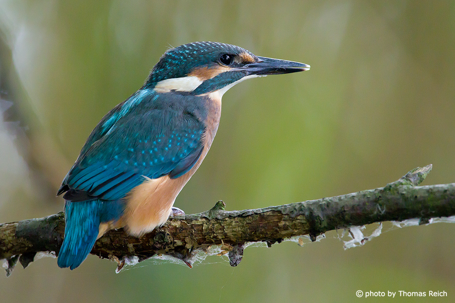 Common Kingfisher one day after the flight from the brood cave