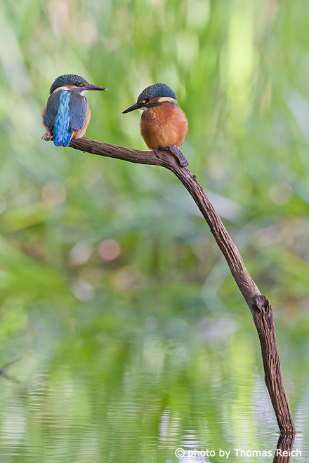 Common Kingfisher juveniles in the reeds