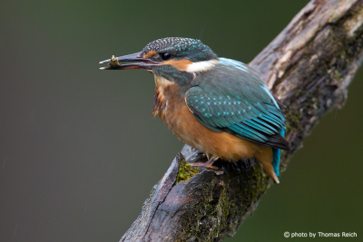 Common Kingfisher with a water insect