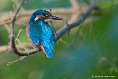 Common Kingfisher blue back feathers