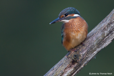 Common Kingfisher occurrence