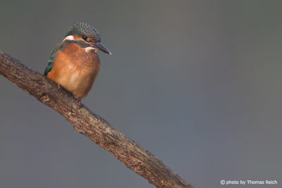 Common Kingfisher sits on a branch