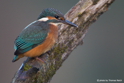River Kingfisher perch to watch for fish