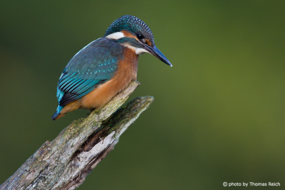 Common Kingfisher at quiet lake
