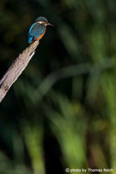Common Kingfisher in nature