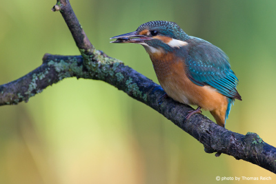 Common Kingfisher colors
