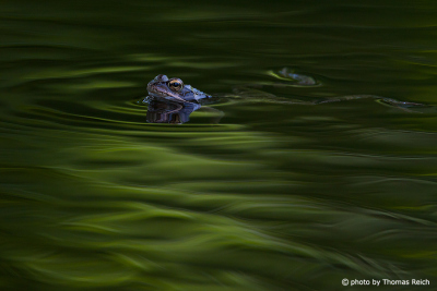 Moor Frog swimming