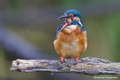 Kingfisher bird chokes out pellets