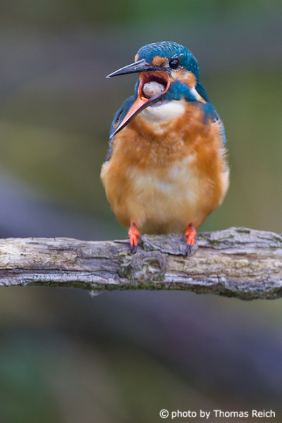Common Kingfisher bird chokes out pellets