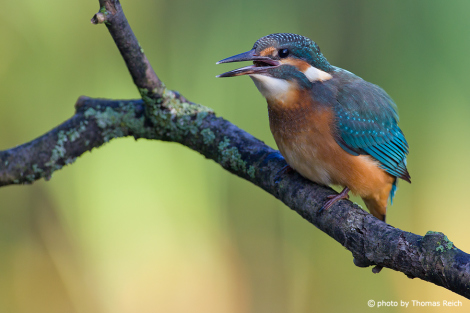 Young Common Kingfisher calling
