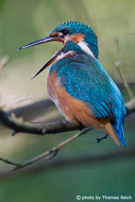 Common Kingfisher bird noise