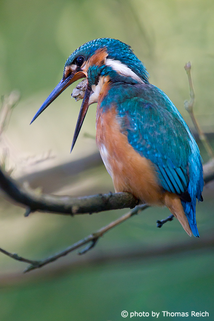 River Kingfisher bird chokes out pellets