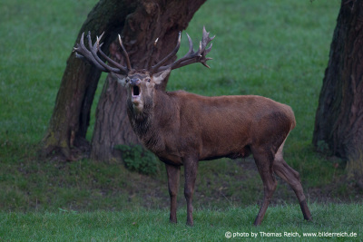 Stag with big antlers bellowing