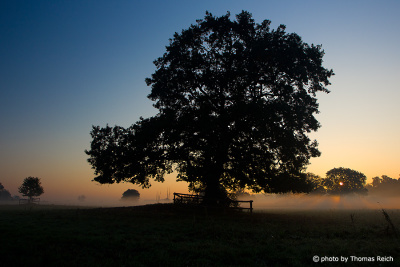 Common oak mist North Germany