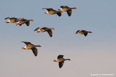 Group of Greylag Geese flying