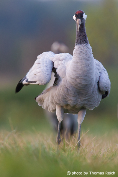 Common Crane grey plumage