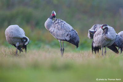 Common Cranes cleaning themselves