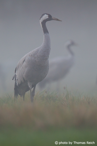Common Cranes in the fog