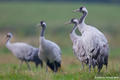 Common Cranes on green meadow