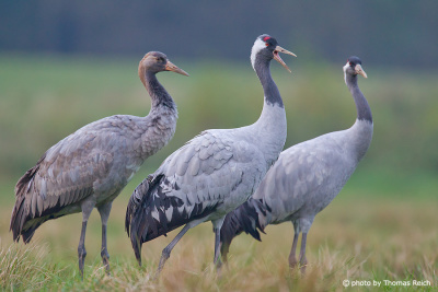 Common Crane family