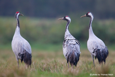 Three Common Cranes from behind