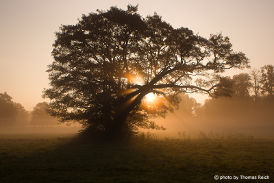 Alter Baum im nebligen Morgenlicht