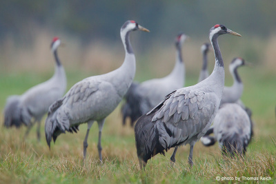 Common Cranes on meadow
