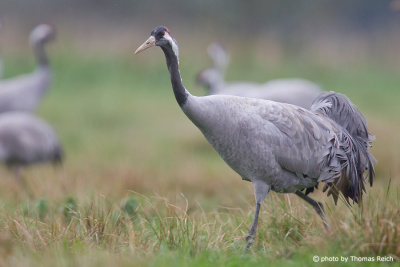 Common Crane on meadow
