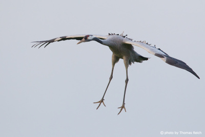 Common Crane landing
