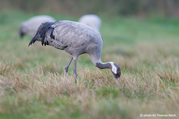 Common Crane looking for food in meadow