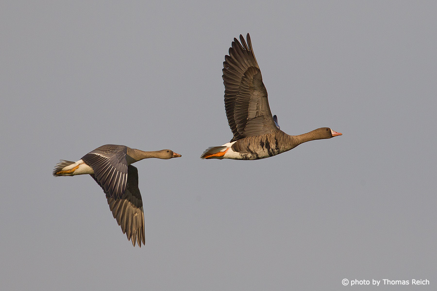 Greater White-fronted Geese in flight, Germany