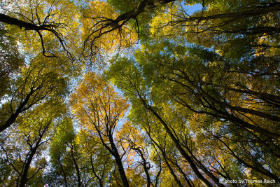 Farbiger Herbstwald mit blauem Himmel auf Rügen