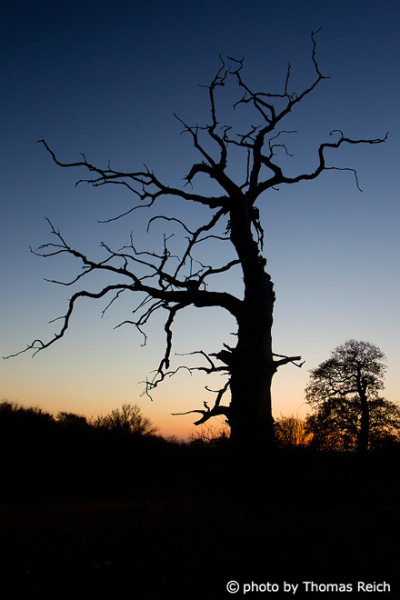 Old and bare tree