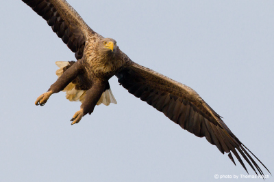 White-tailed Eagle foraging