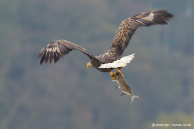 White-tailed Eagle holding fish