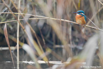 Common Kingfisher perching on reed stick
