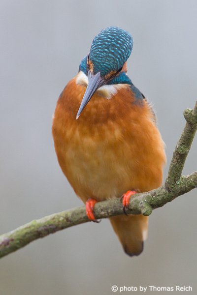 River Kingfisher non-migratory bird