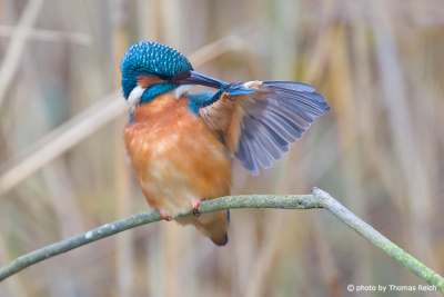 Common Kingfisher feather care