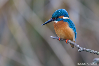 Common Kingfisher in hunting mode