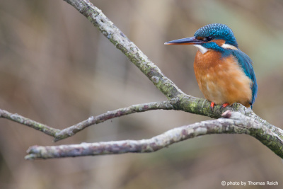 Common Kingfisher features