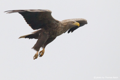 White-tailed Eagle, Fischland-Darß-Zingst